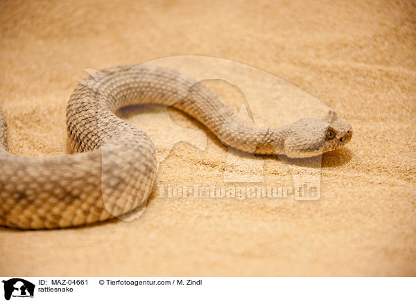 Klapperschlange / rattlesnake / MAZ-04661