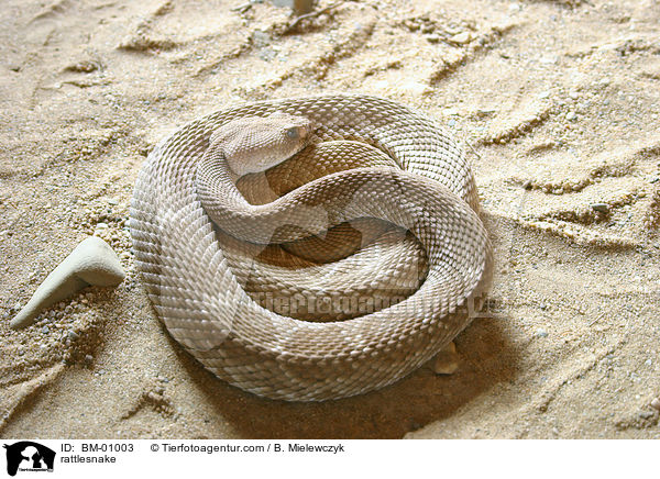 rattlesnake / BM-01003