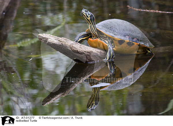 Rotbauch-Schmuckschildkrte / redbellied Turtle / AT-01277