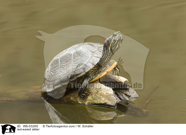 red-eared slider / WS-03265