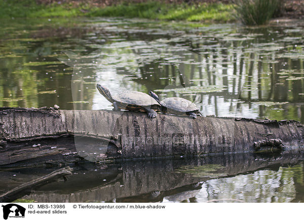 red-eared sliders / MBS-13986