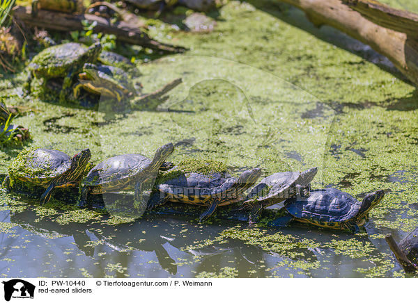 red-eared sliders / PW-10440