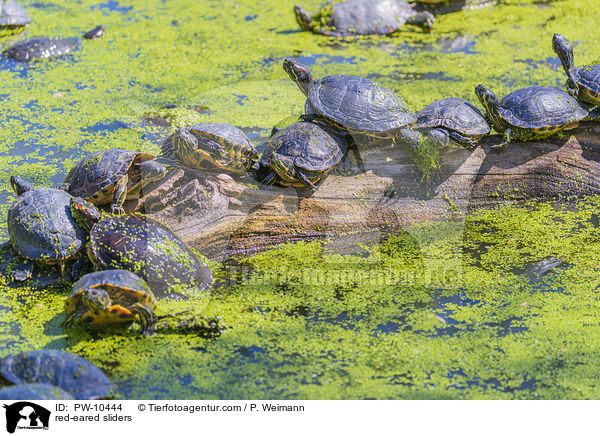 Rotwangen-Schmuckschildkrten / red-eared sliders / PW-10444