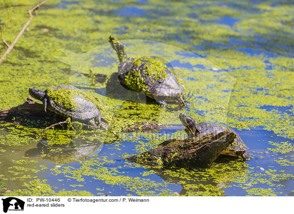 Rotwangen-Schmuckschildkrten / red-eared sliders / PW-10446