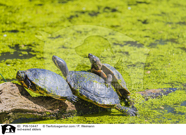 red-eared sliders / PW-10447