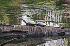 red-eared sliders