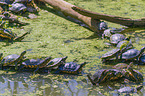 red-eared sliders