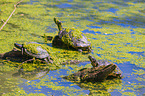 red-eared sliders