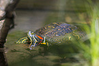 red-eared slider