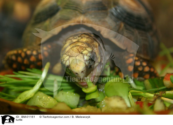 turtle / BM-01161