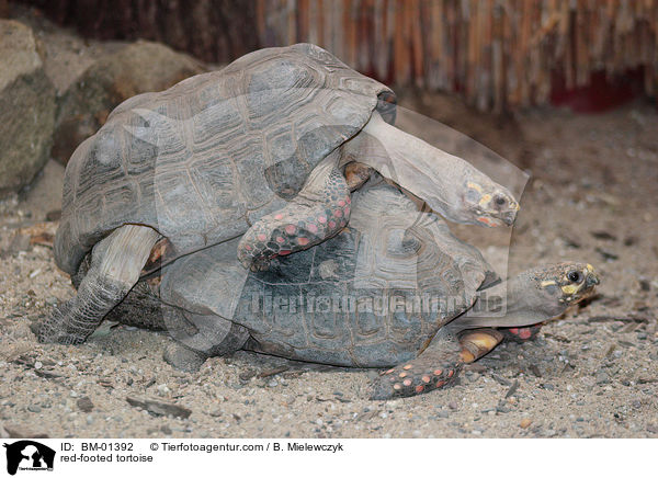 Khlerschildkrte / red-footed tortoise / BM-01392