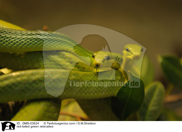 Spitzkopfnattern / red-tailed green ratsnakes / DMS-03624