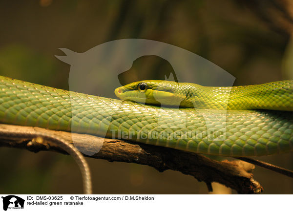 Spitzkopfnatter / red-tailed green ratsnake / DMS-03625
