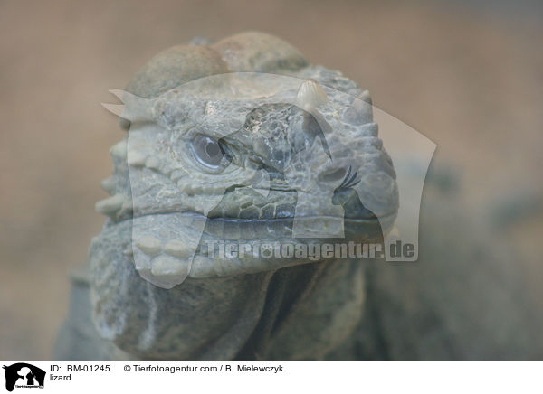 Nashornleguan / lizard / BM-01245