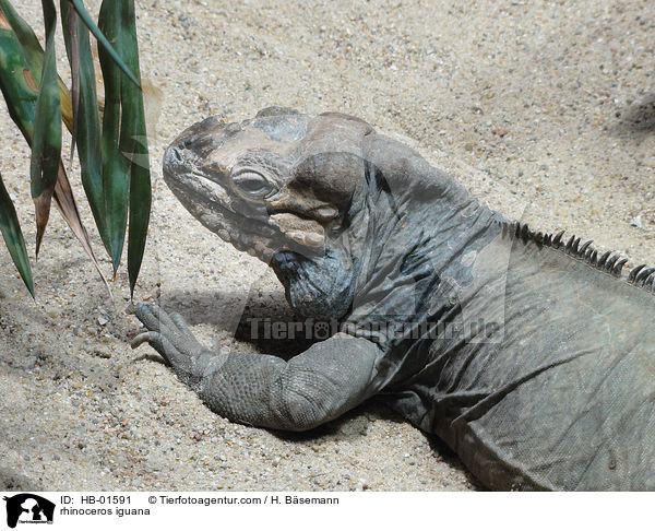 Nashornleguan / rhinoceros iguana / HB-01591