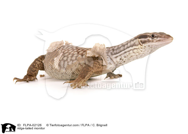 Stachelschwanzwaran / ridge-tailed monitor / FLPA-02126