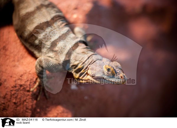 Felsenleguan / rock lizard / MAZ-04116