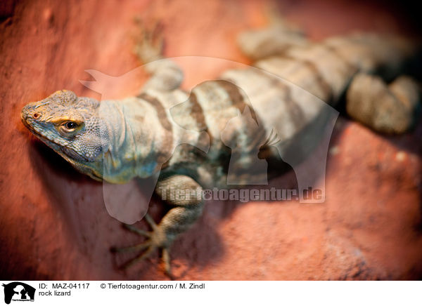 Felsenleguan / rock lizard / MAZ-04117