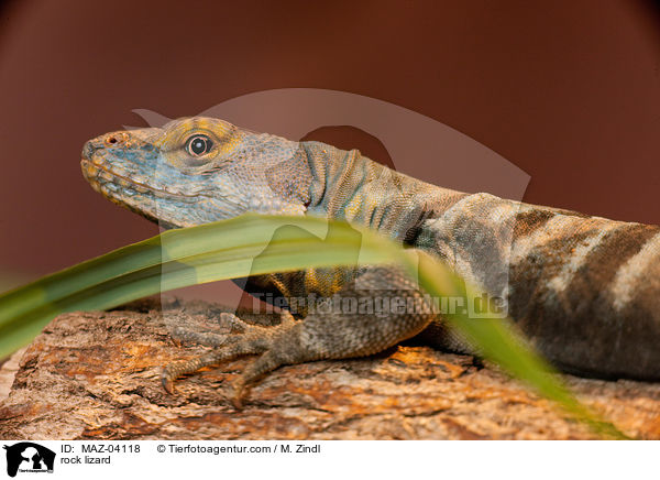 rock lizard / MAZ-04118