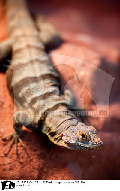 rock lizard / MAZ-04121