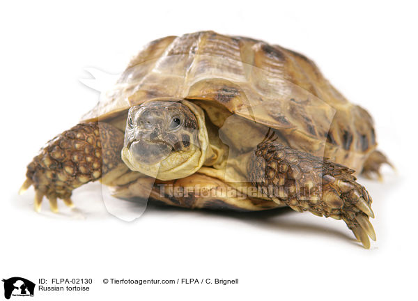 Russian tortoise / FLPA-02130