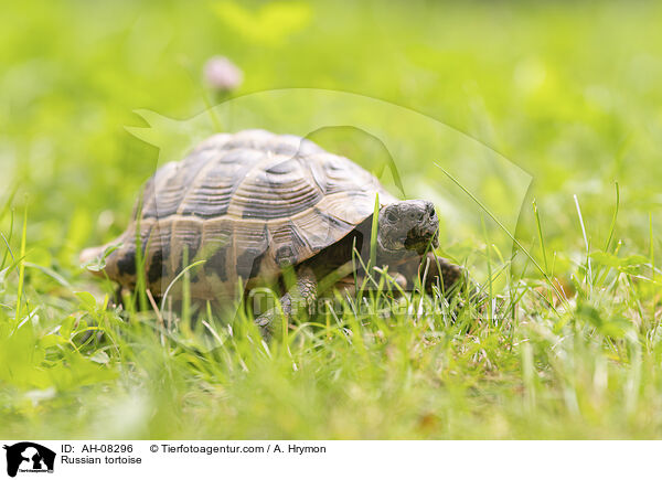 Russian tortoise / AH-08296