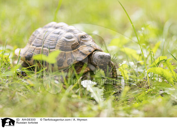 Vierzehenschildkrte / Russian tortoise / AH-08300