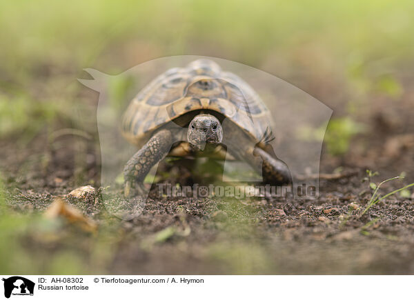 Russian tortoise / AH-08302