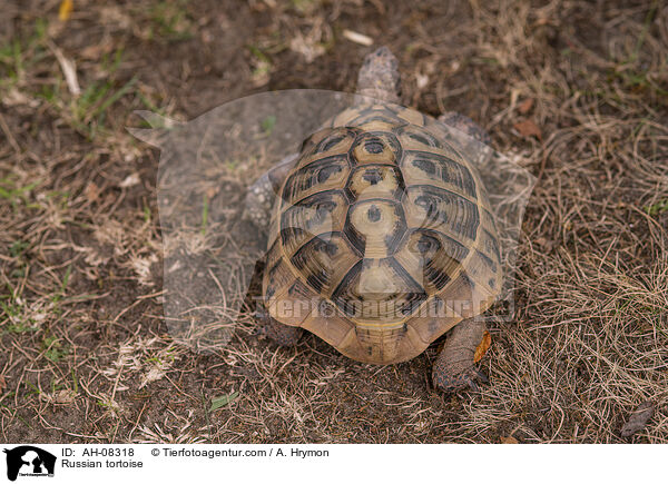 Vierzehenschildkrte / Russian tortoise / AH-08318