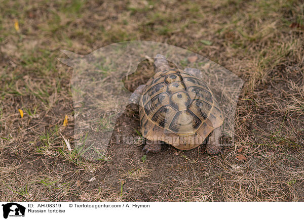 Russian tortoise / AH-08319