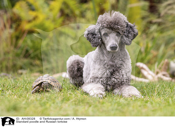 Standard poodle and Russian tortoise / AH-08328