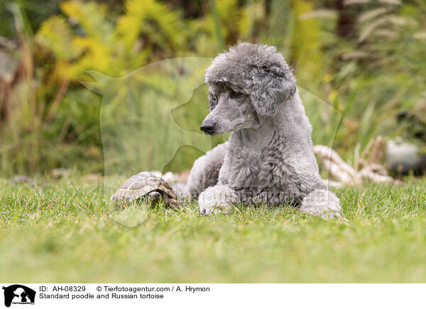 Standard poodle and Russian tortoise / AH-08329