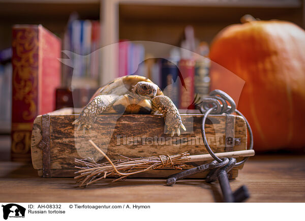Russian tortoise / AH-08332
