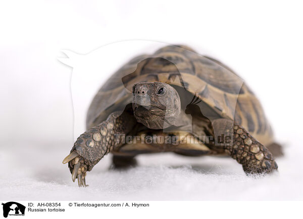 Russian tortoise / AH-08354