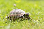 Russian tortoise