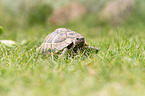 Russian tortoise