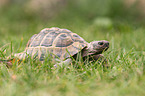 Russian tortoise