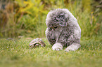 Standard poodle and Russian tortoise