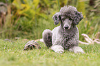 Standard poodle and Russian tortoise