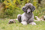 Standard poodle and Russian tortoise