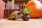 Russian tortoise