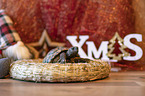 Russian tortoise