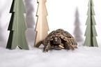 Russian tortoise
