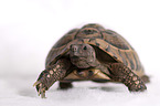 Russian tortoise