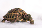 Russian tortoise