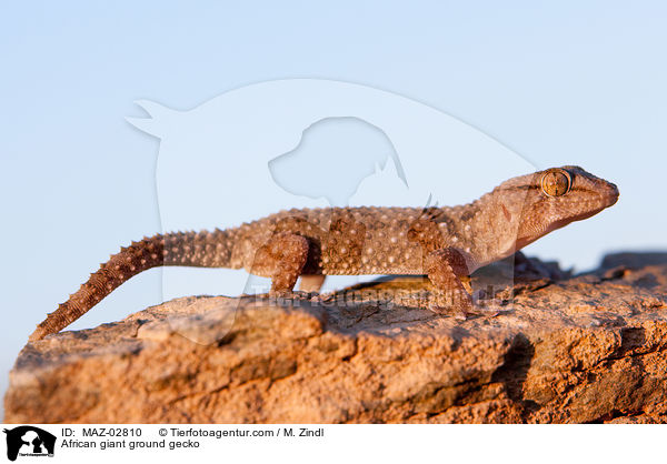 African giant ground gecko / MAZ-02810