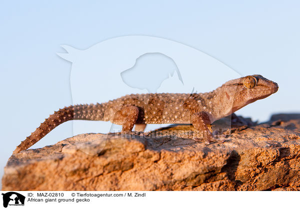 Sandgecko / African giant ground gecko / MAZ-02810