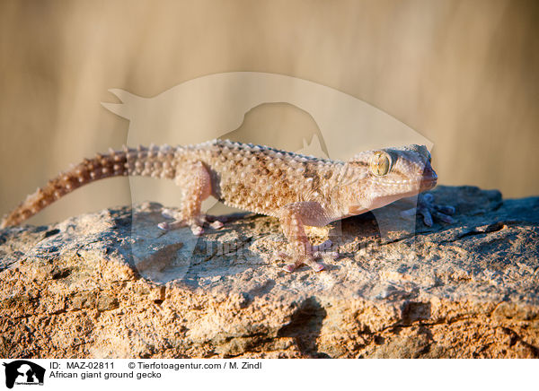 African giant ground gecko / MAZ-02811