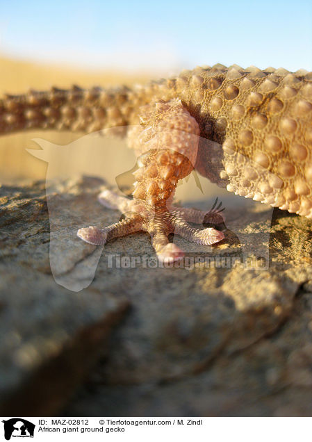 Sandgecko / African giant ground gecko / MAZ-02812