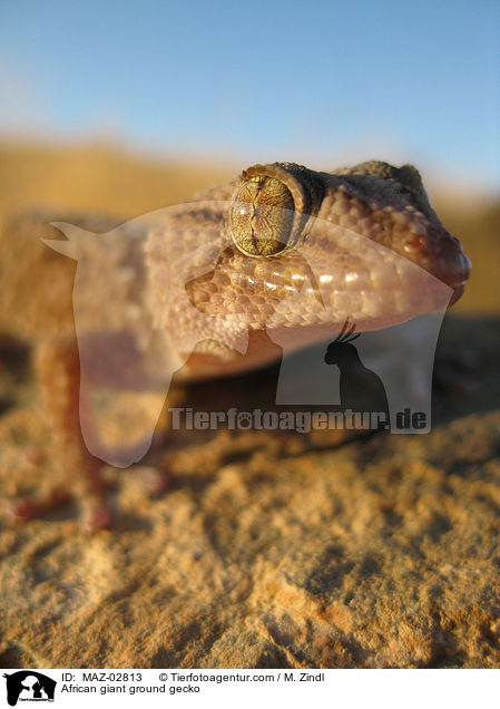 Sandgecko / African giant ground gecko / MAZ-02813
